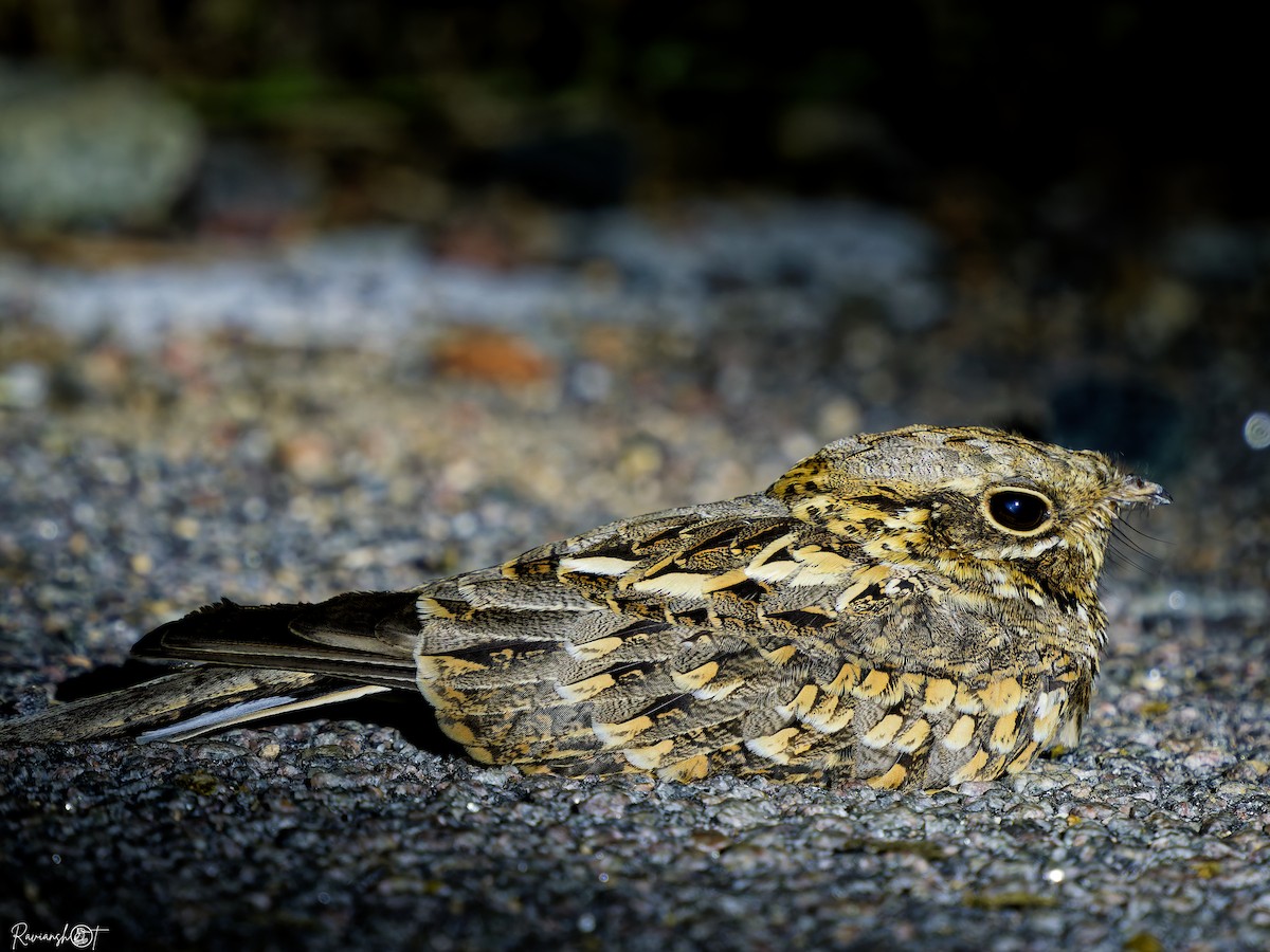 Hint Çobanaldatanı - ML644697902