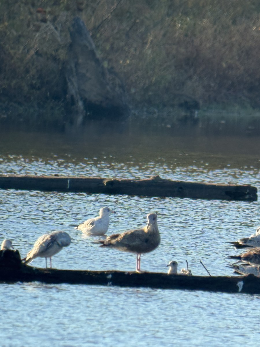 Американская чайка - ML644697913