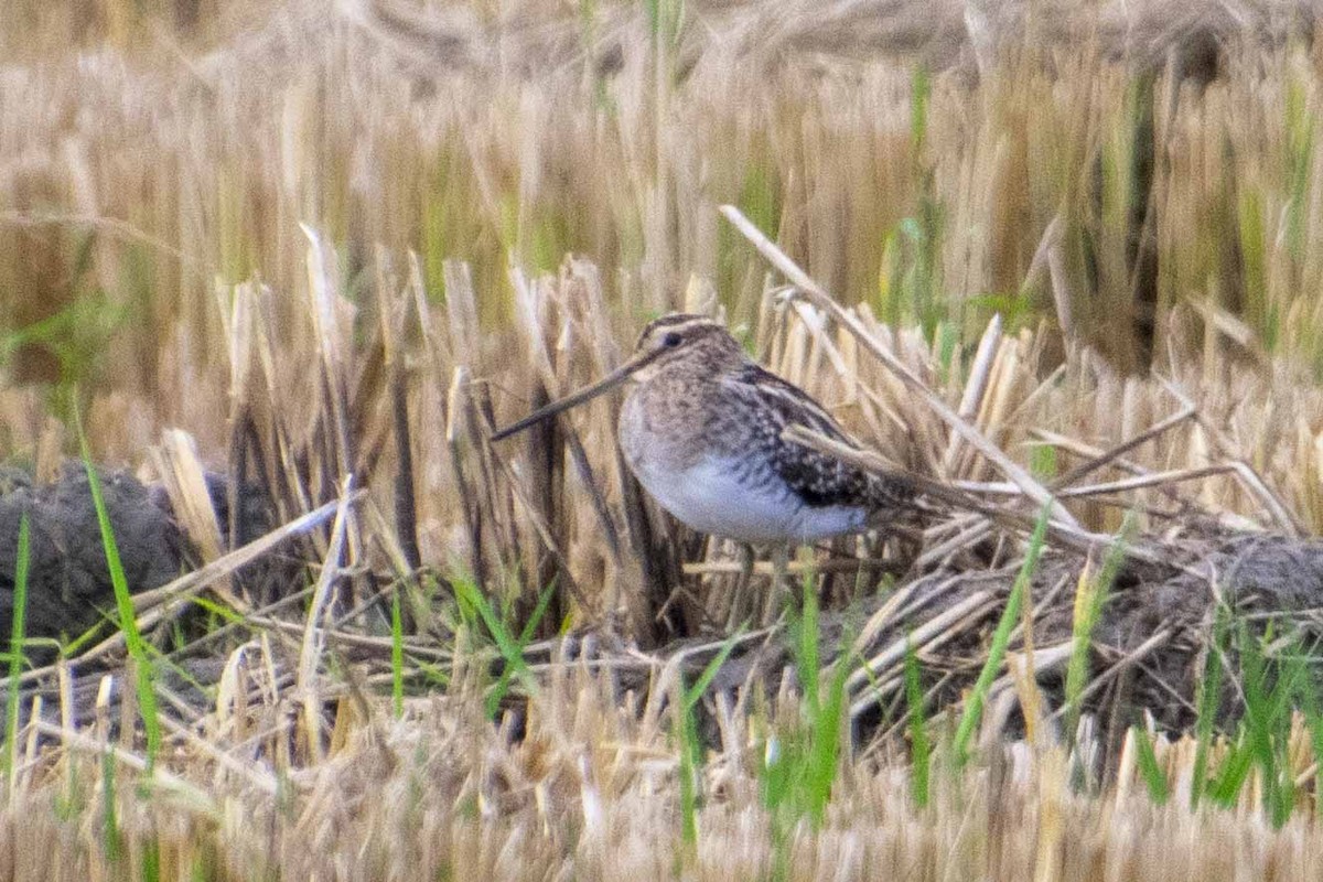 Common Snipe - ML644697928