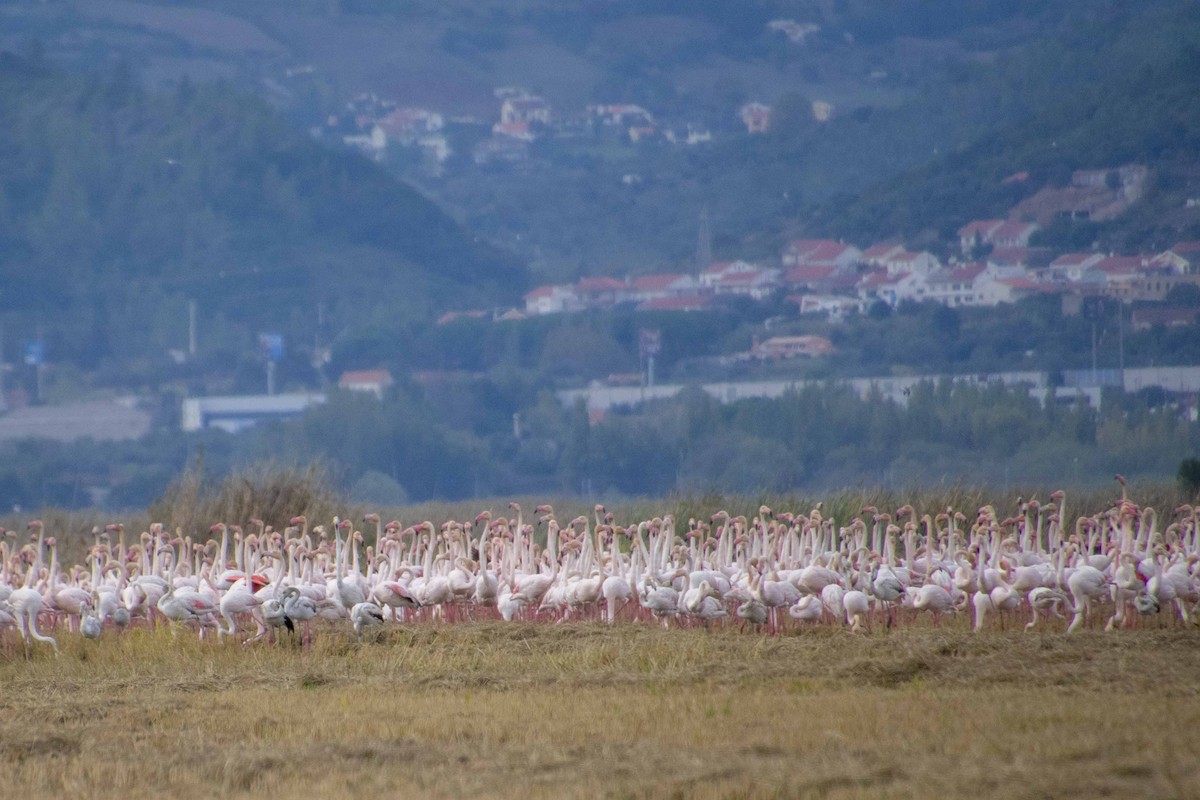 Flamenko handia - ML644697933