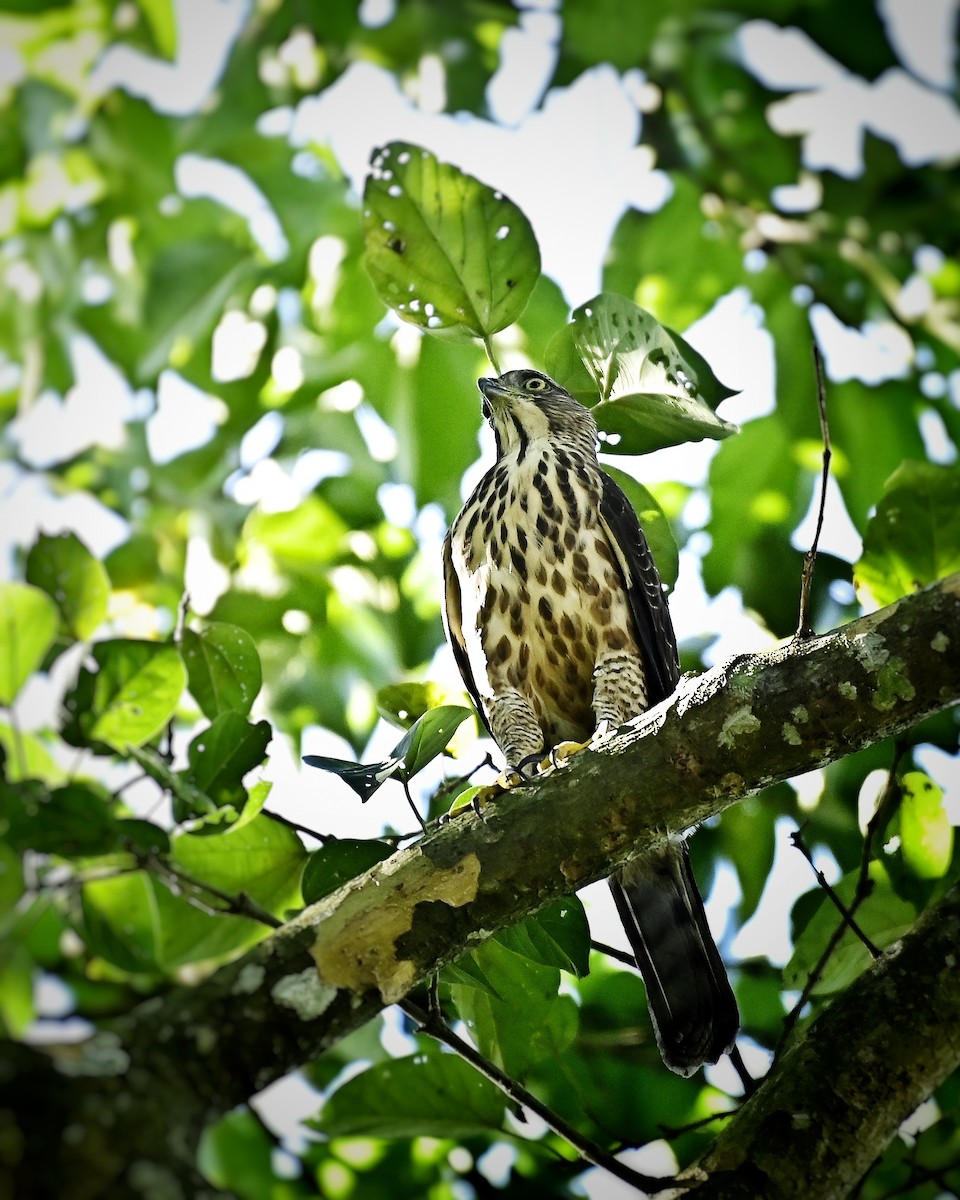 カンムリオオタカ - ML644697970