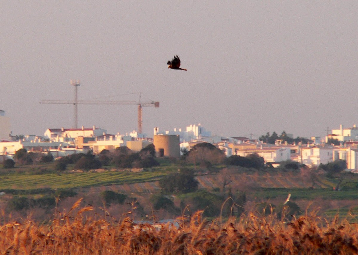 Western Marsh Harrier - ML644697972