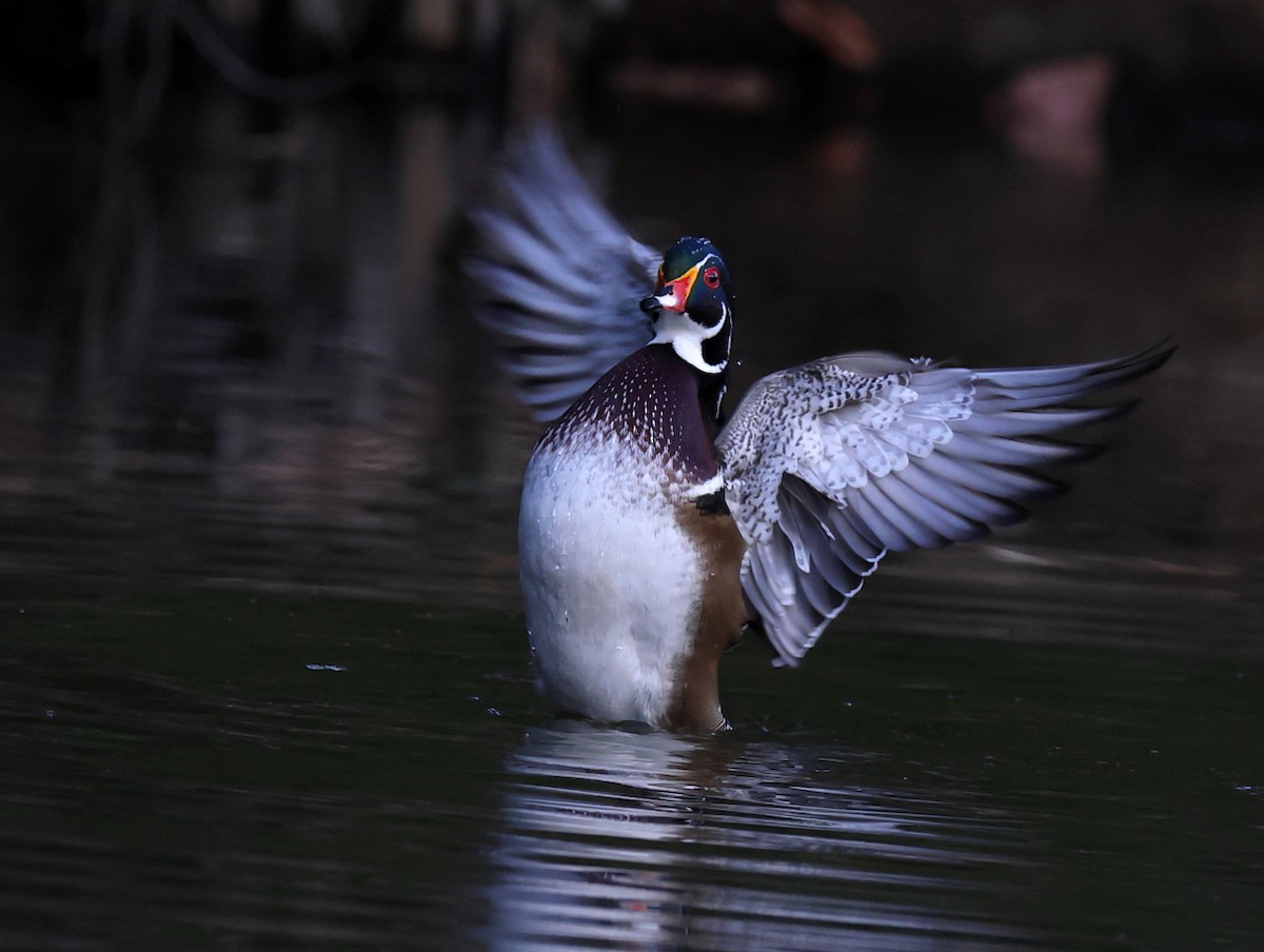 Каролінка - ML644697974