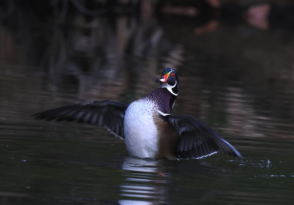 Каролінка - ML644697975