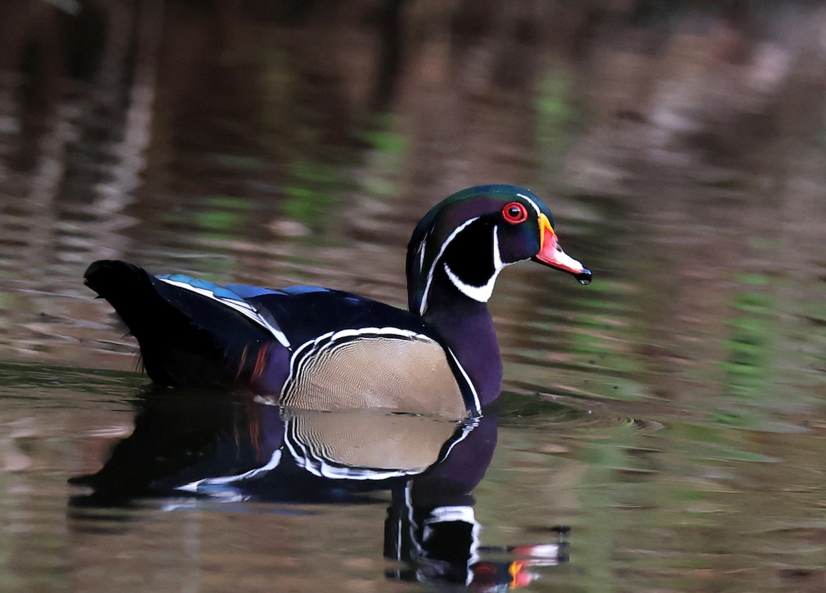 Каролінка - ML644697976