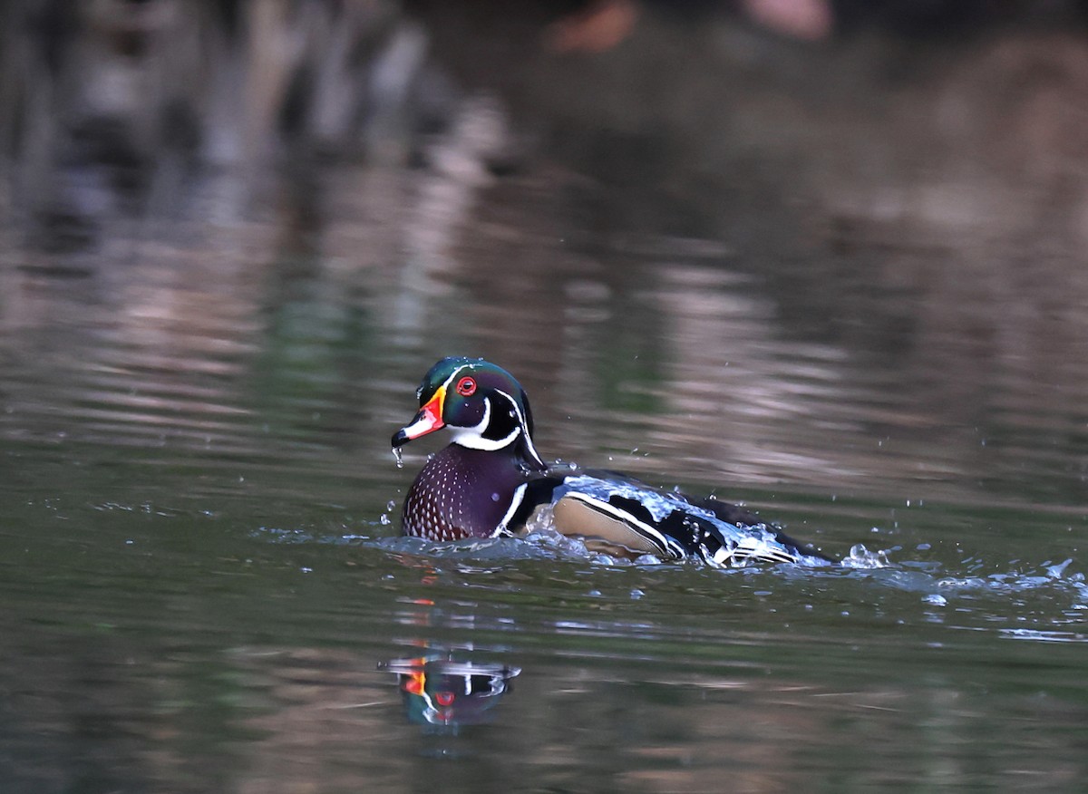 Каролінка - ML644697977