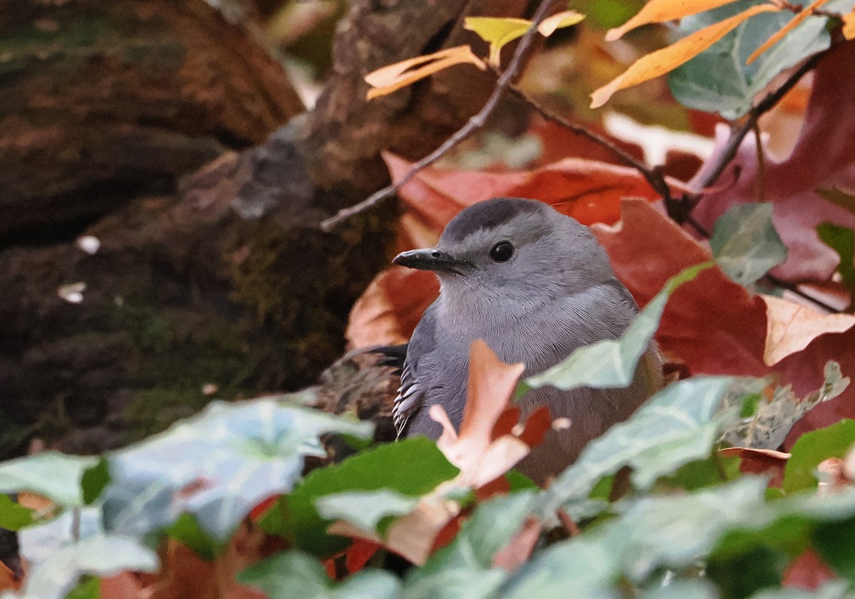 drozdec černohlavý - ML644697981