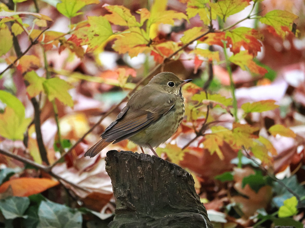 Hermit Thrush - ML644697989