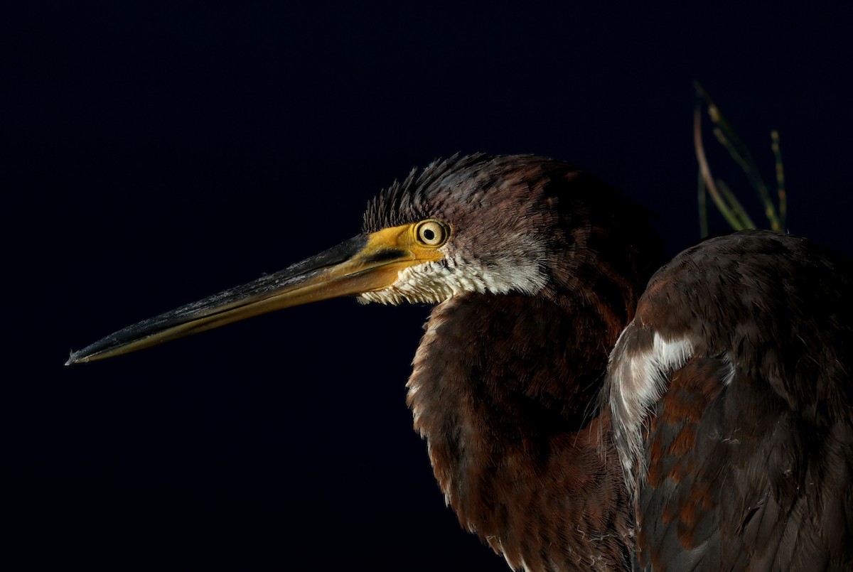 Tricolored Heron - ML644697990