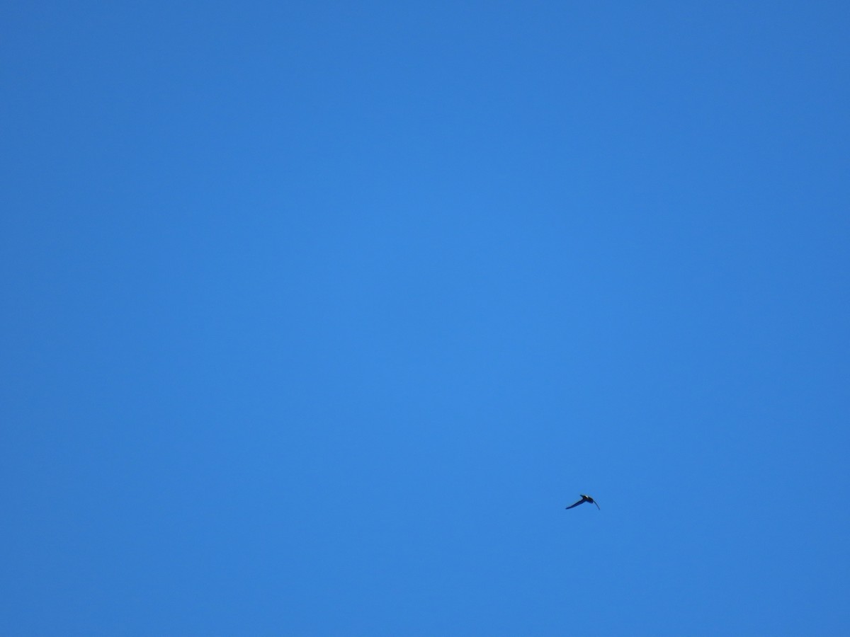 House Swift - ML644697992