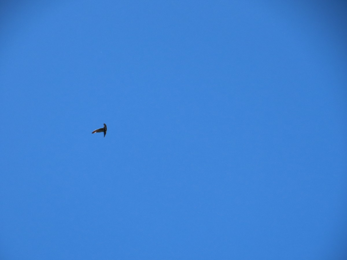 House Swift - ML644697993