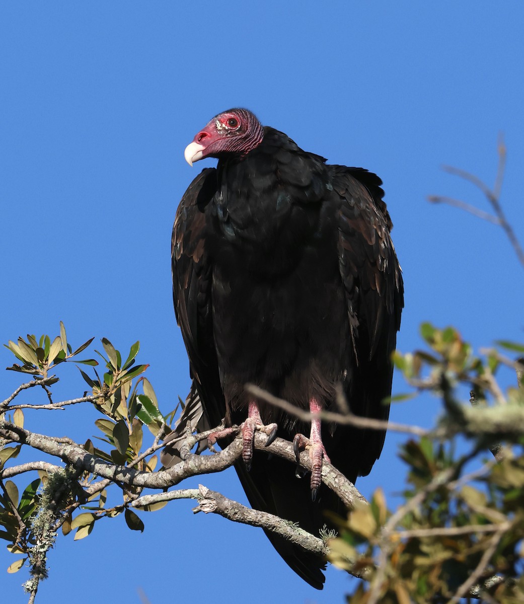 Turkey Vulture - ML644697994