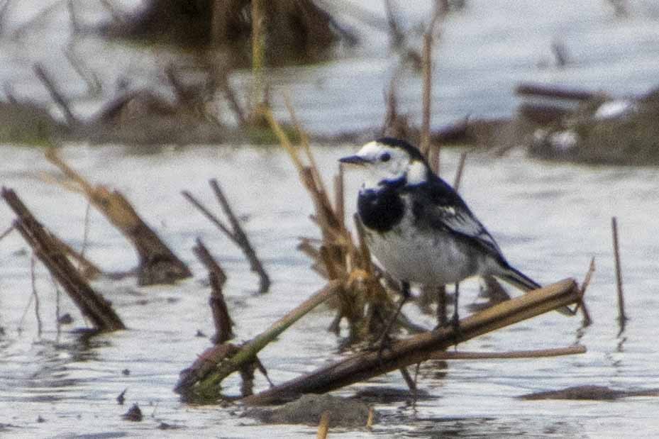 Lavandera Blanca - ML644697996