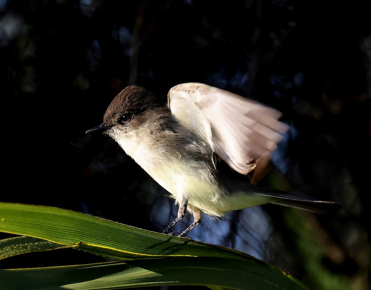 Eastern Phoebe - ML644698000