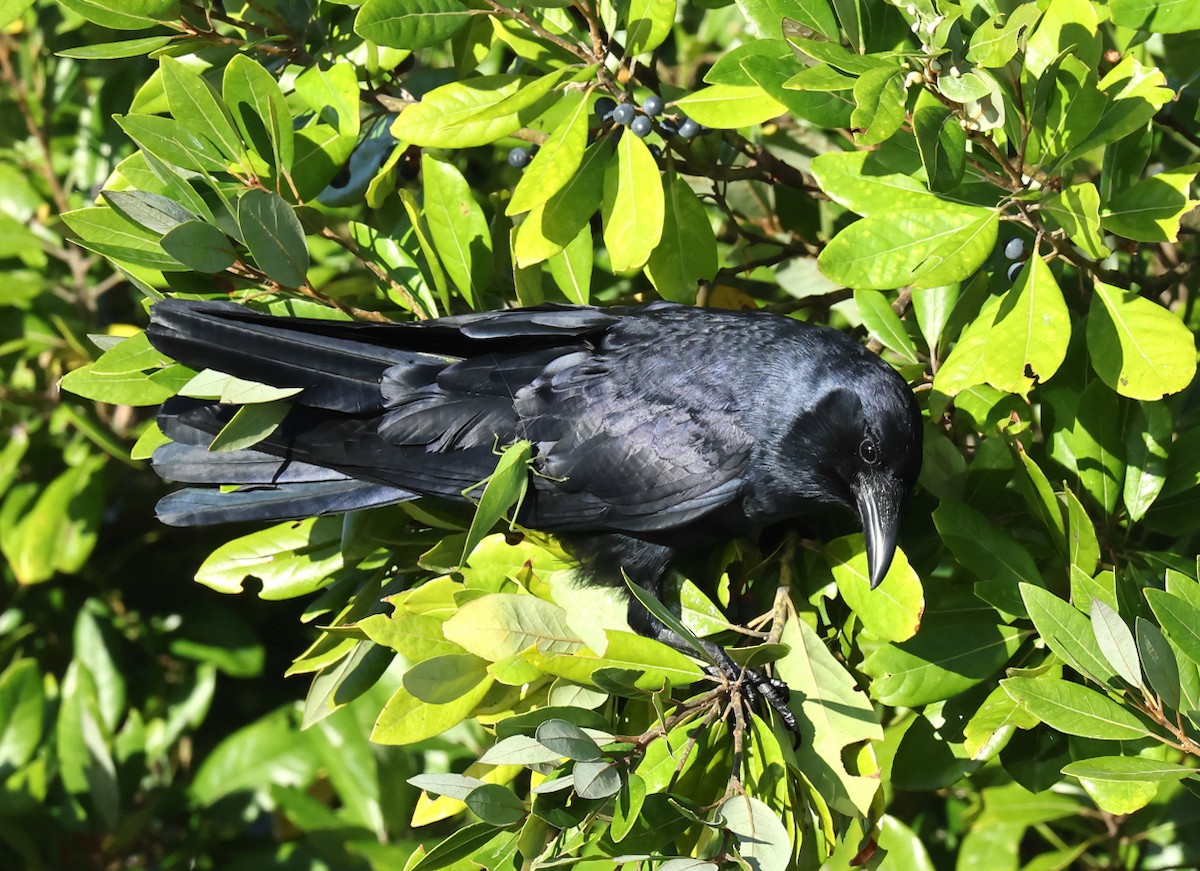 ウオガラス - ML644698002