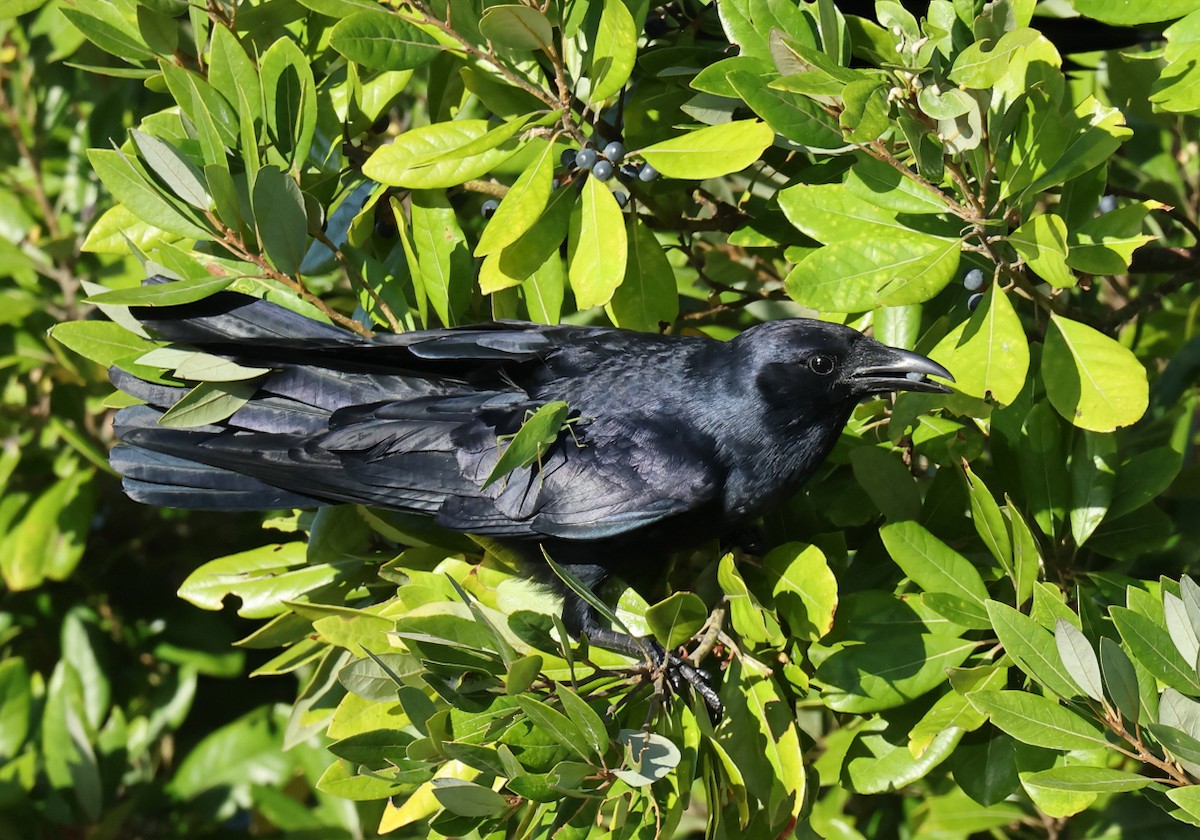 ウオガラス - ML644698003