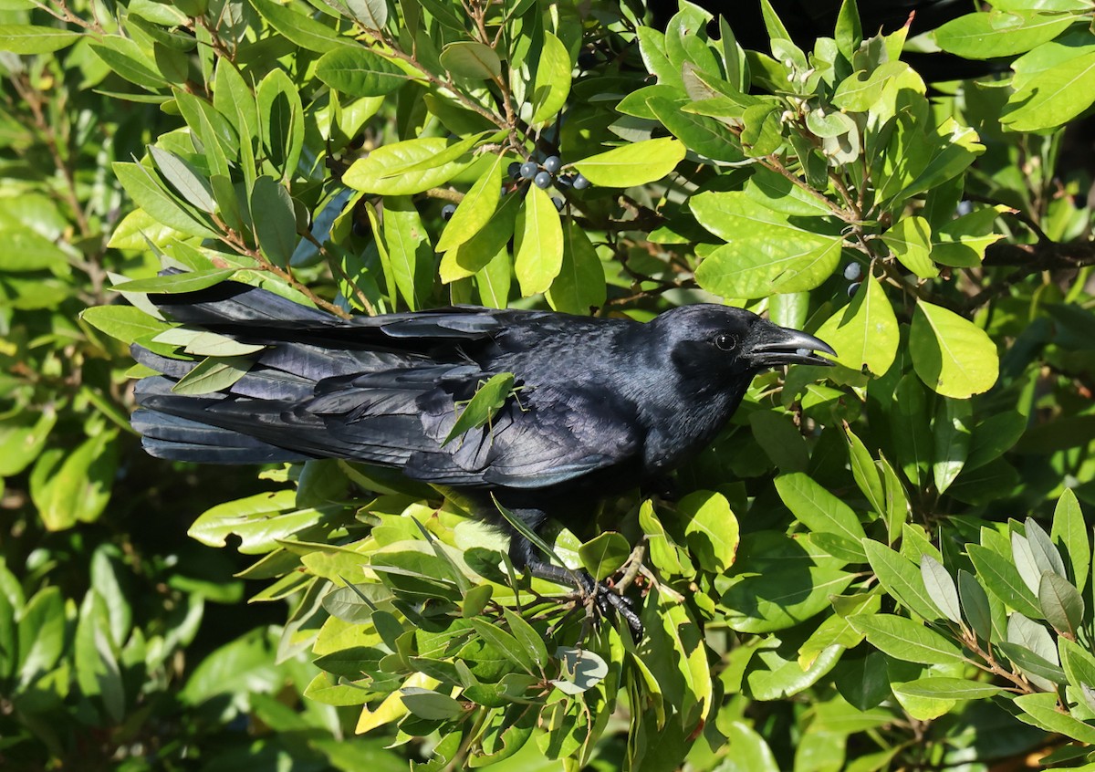 ウオガラス - ML644698004