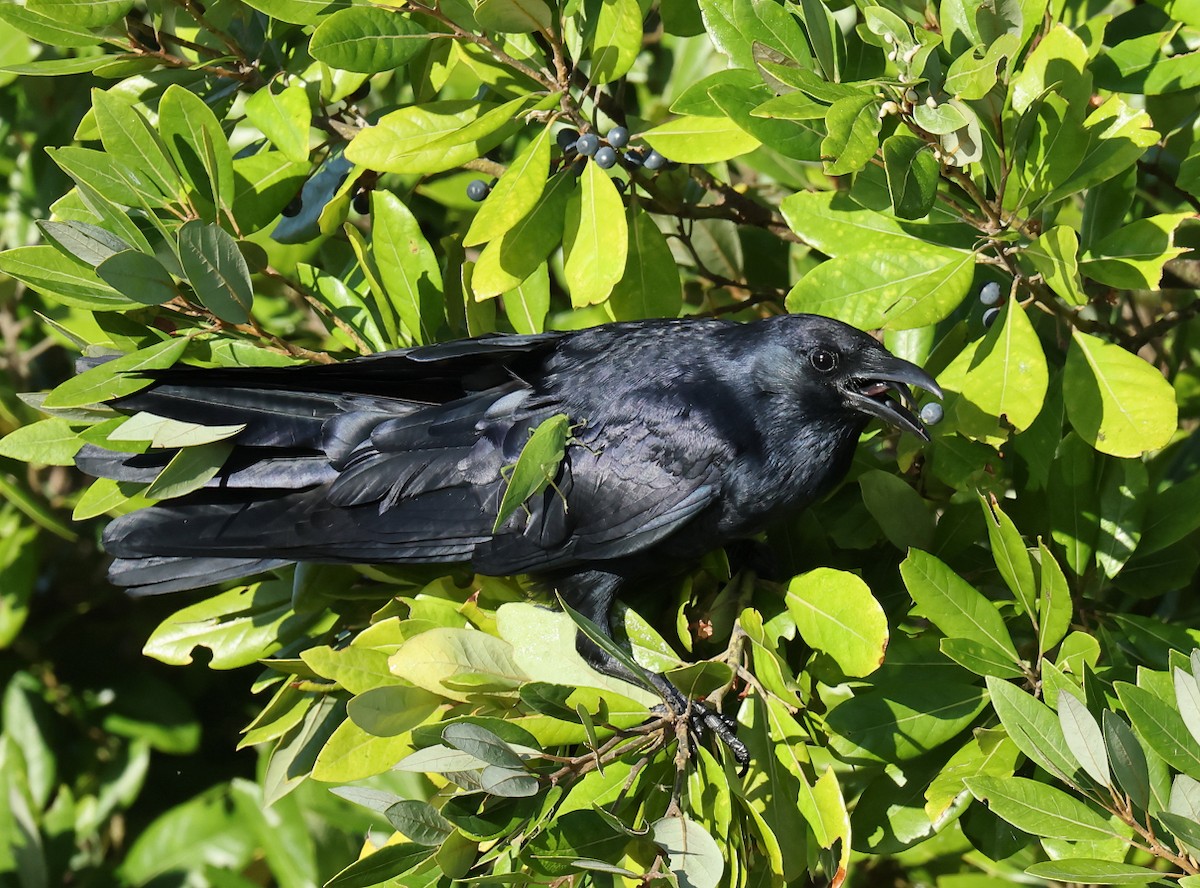 ウオガラス - ML644698005