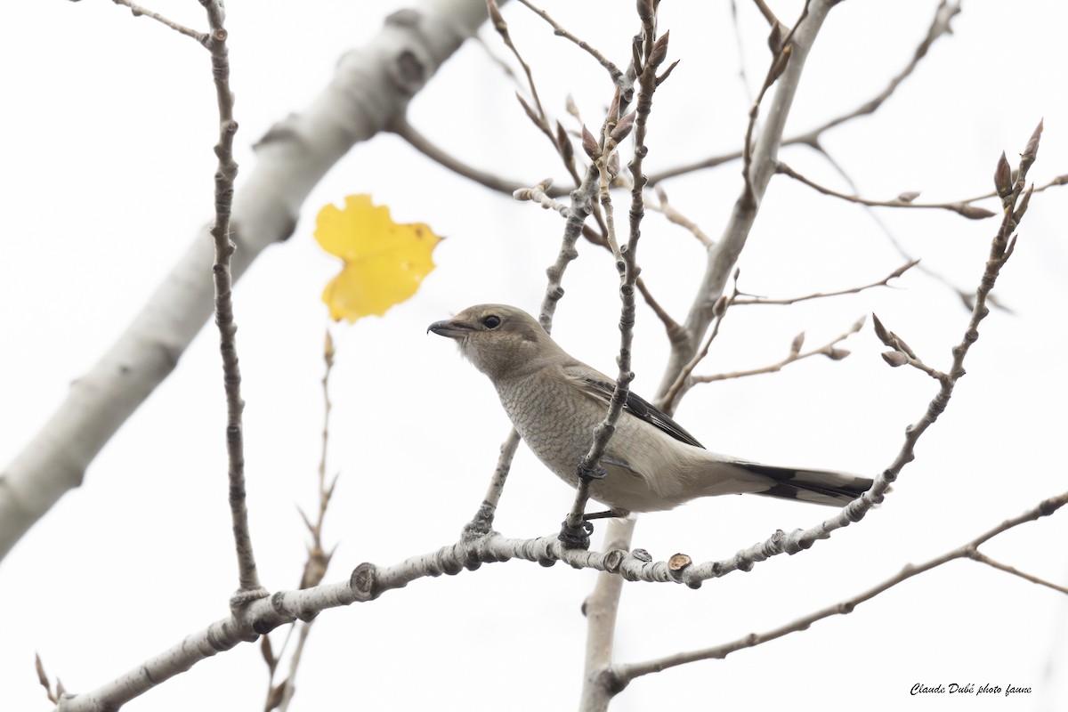 オオモズ - ML644698007