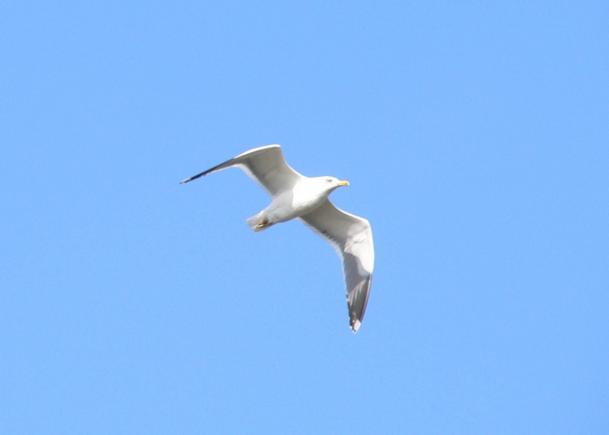 Yellow-legged Gull - ML644698010