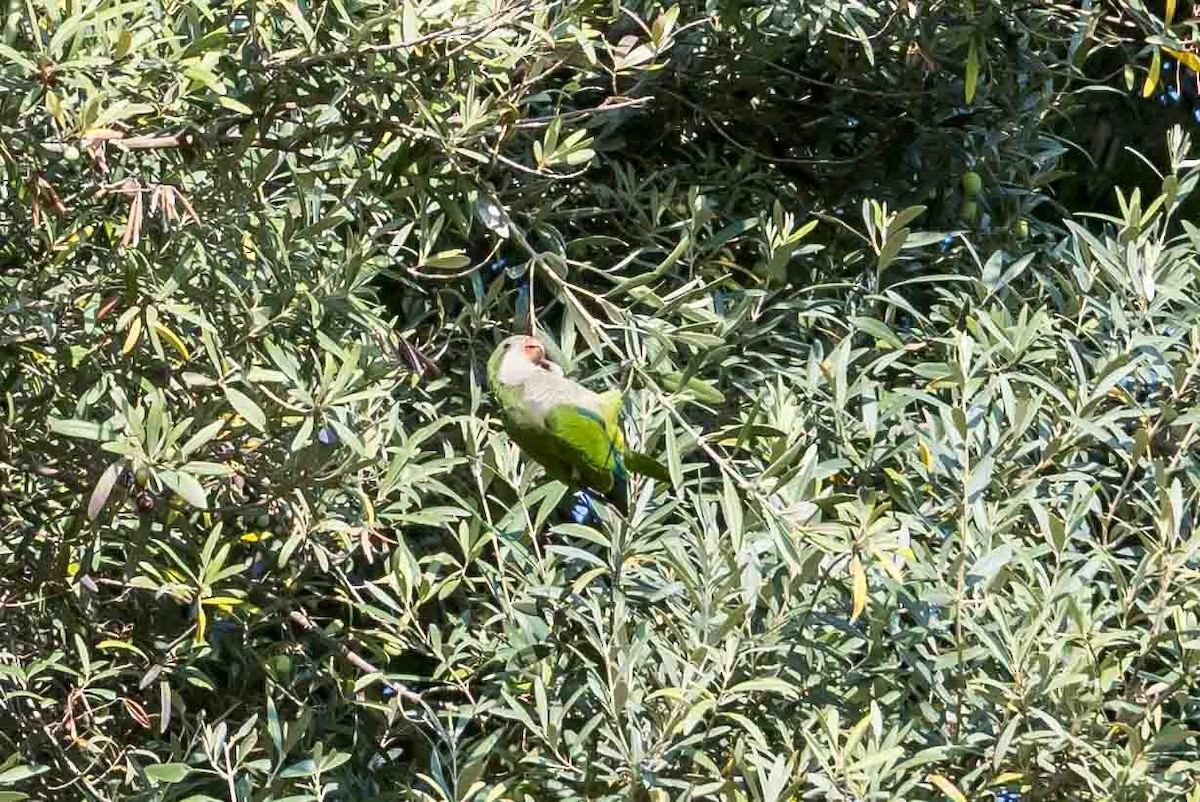 Perriche veuve - ML644698012