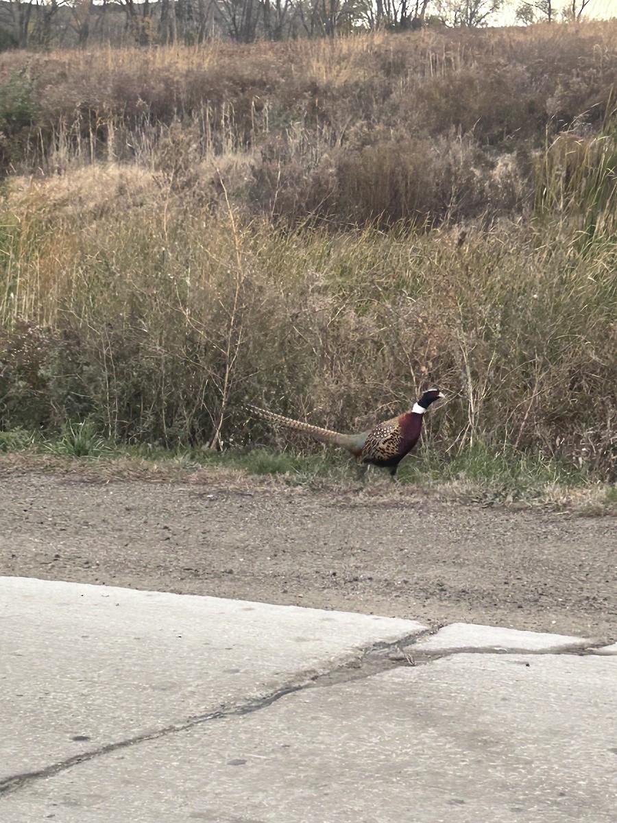Ring-necked Pheasant - ML644698023