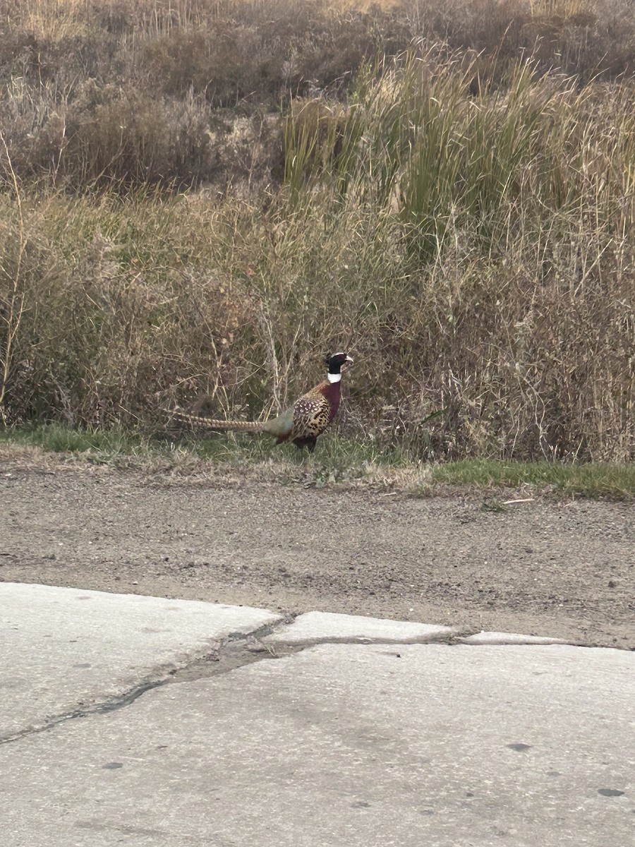 Ring-necked Pheasant - ML644698024