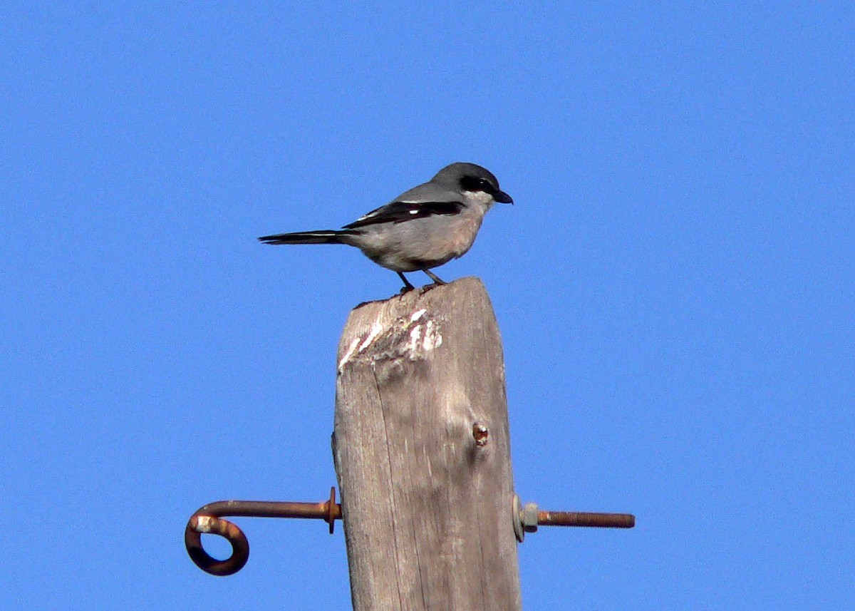 Iberian Gray Shrike - ML644698037