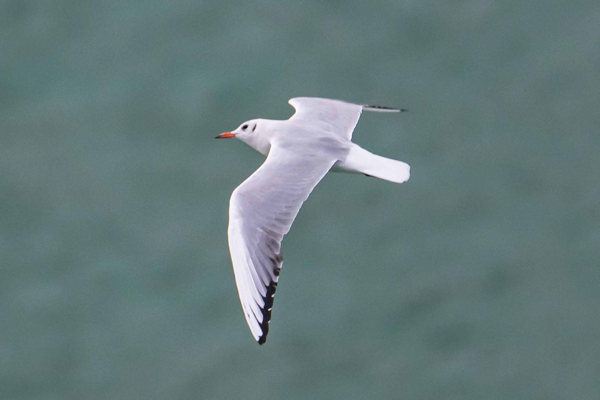 Mouette rieuse - ML644698051