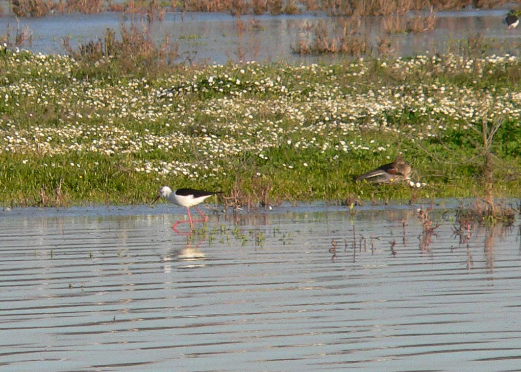 Black-winged Stilt - ML644698056