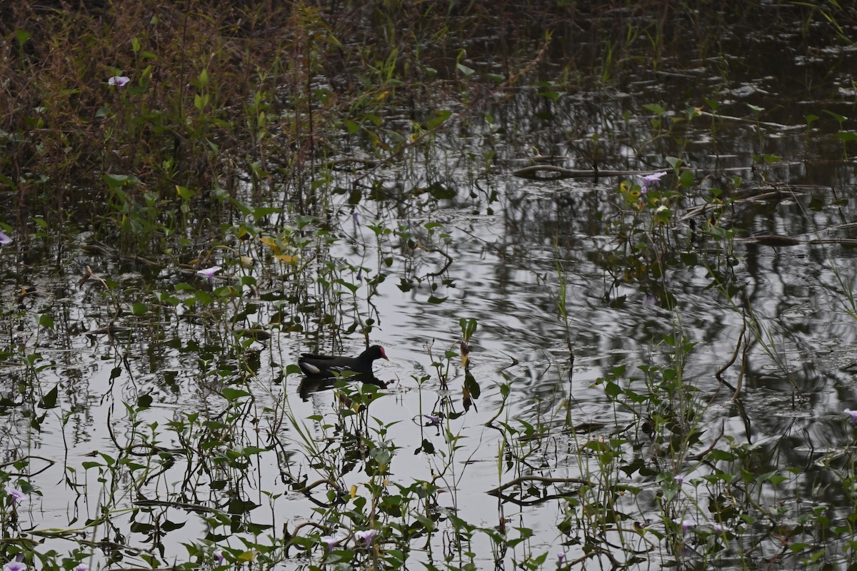 Курочка водяна - ML644698057