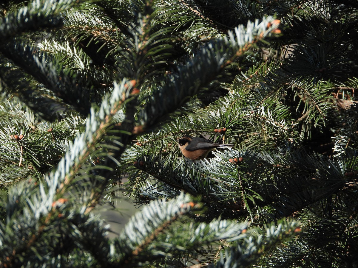 ruststjertmeis - ML644698069