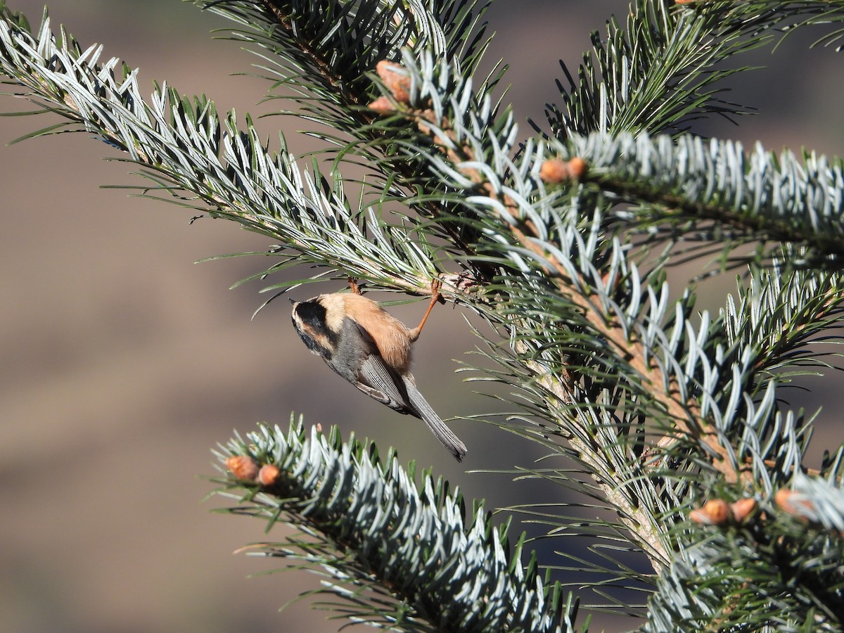 ruststjertmeis - ML644698070