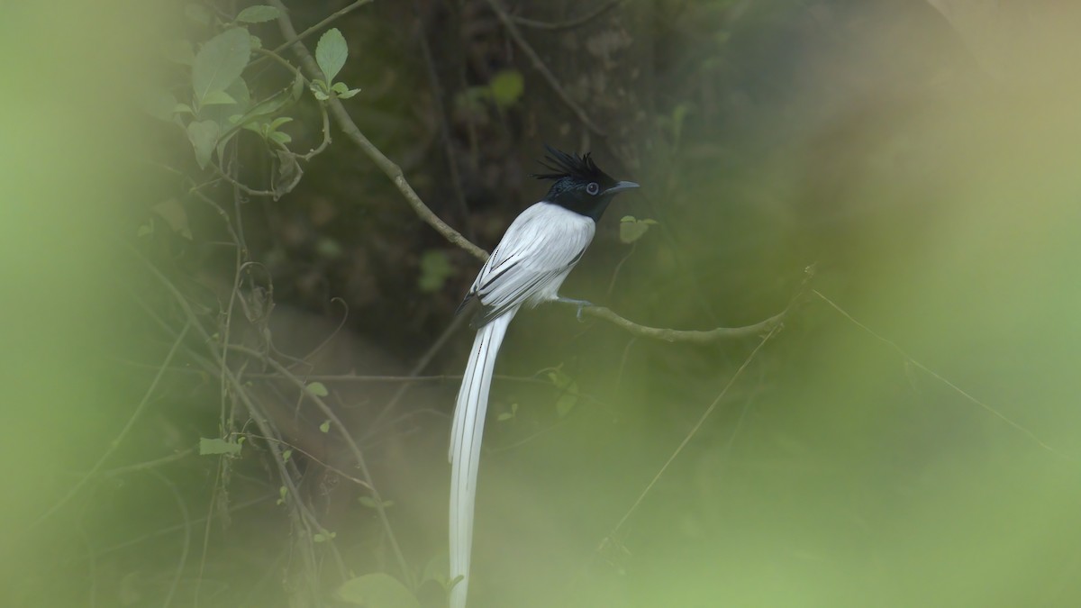 Indian Paradise-Flycatcher - ML644698073