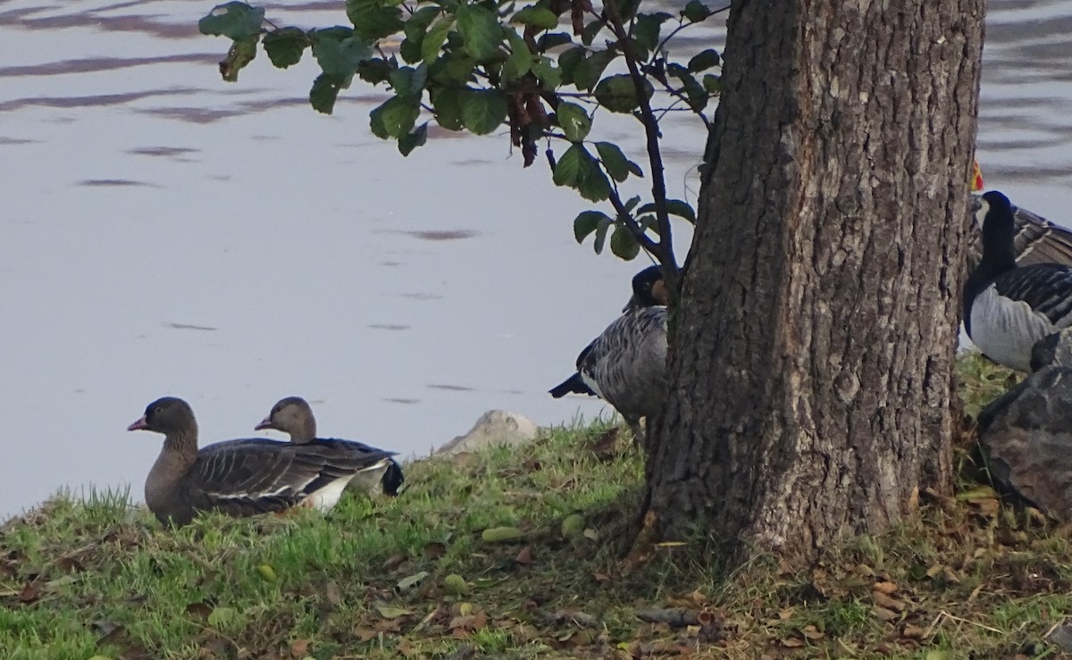 אווז קטן - ML644698084