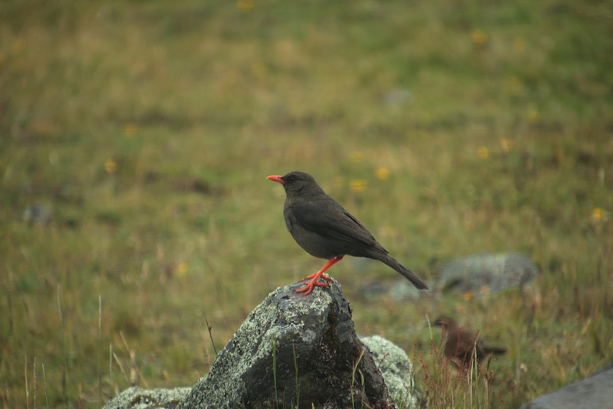 Great Thrush - ML644698104