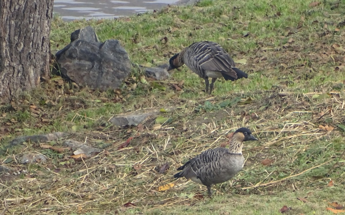 ハワイガン - ML644698105