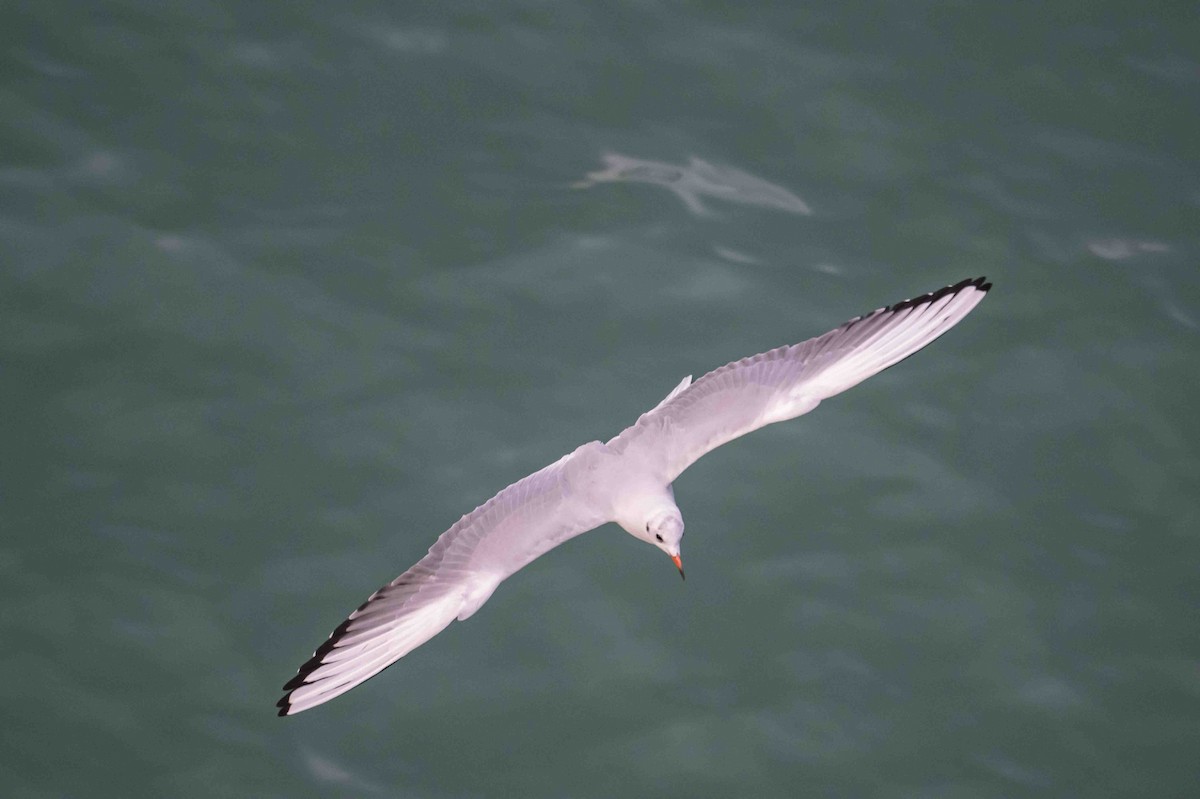 Mouette rieuse - ML644698112