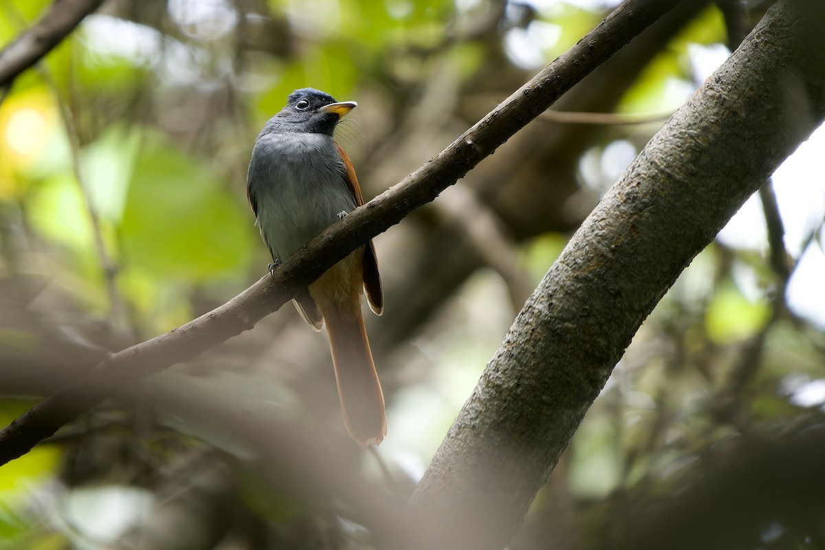 Tchitrec de Blyth - ML644698127