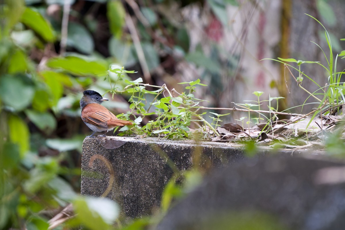 Tchitrec de Blyth - ML644698132