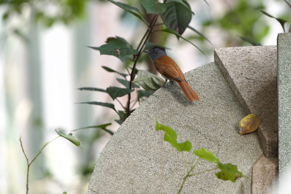 Tchitrec de Blyth - ML644698133