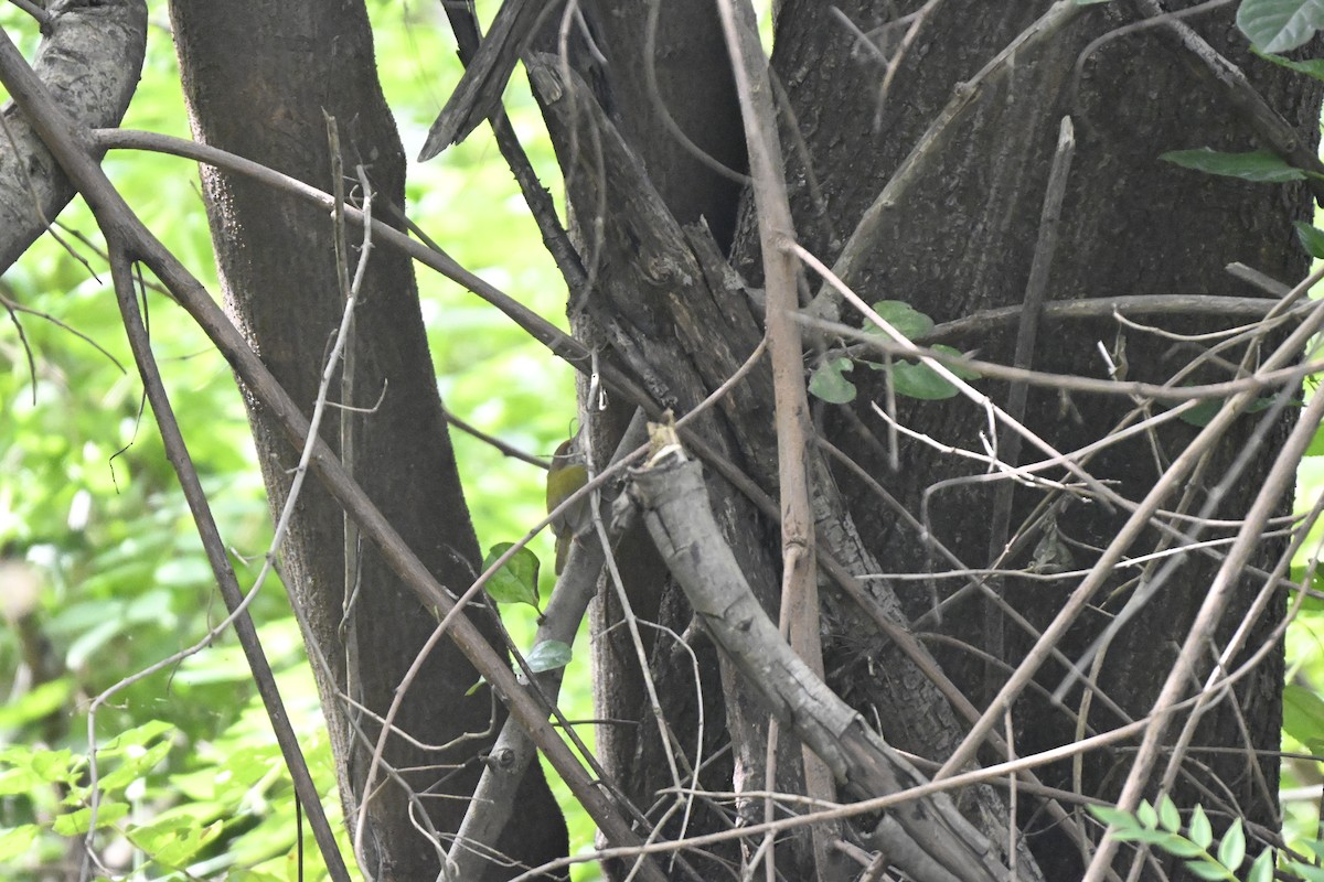 Terzikuşu - ML644698140