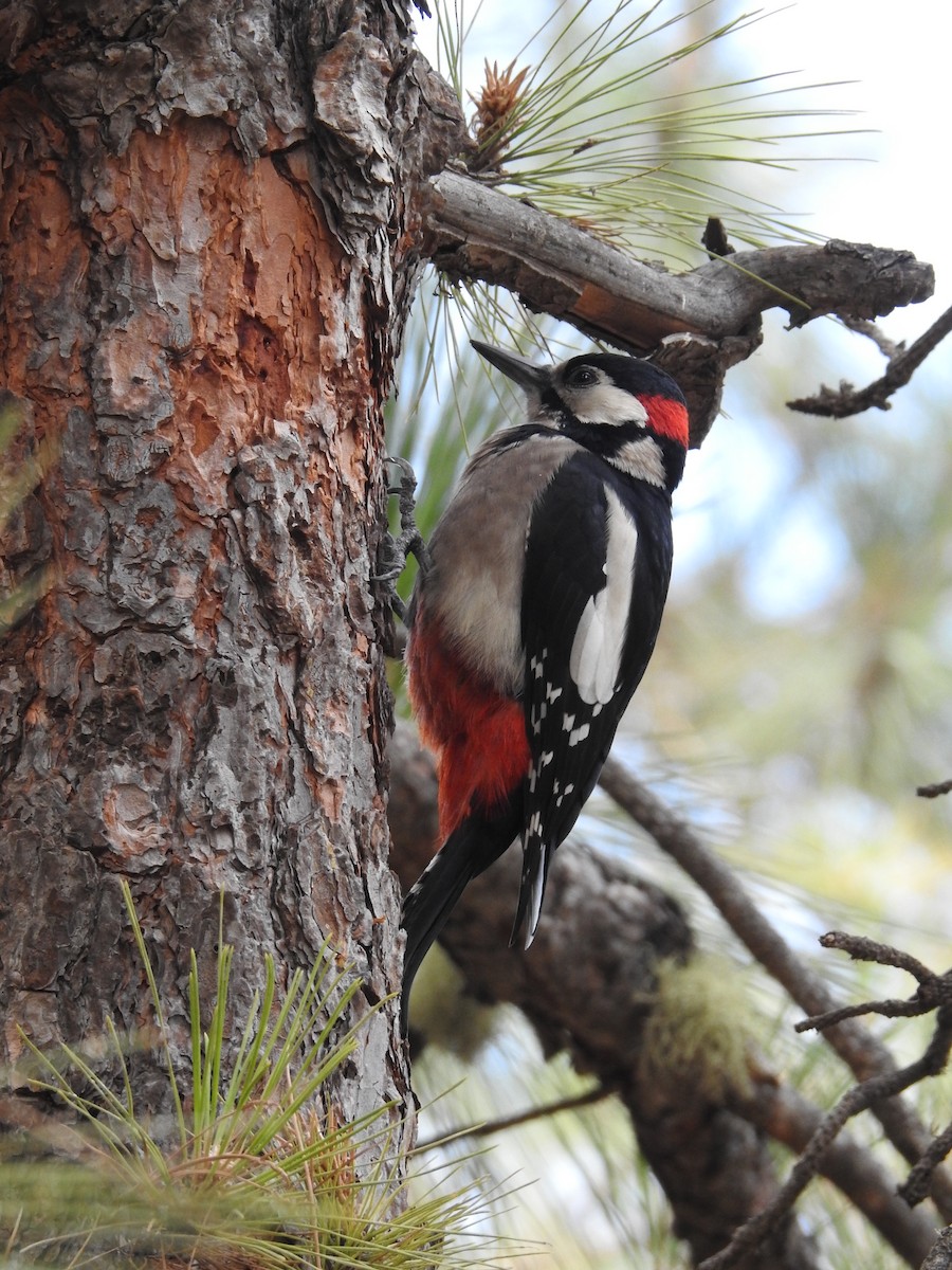 Great Spotted Woodpecker - ML644698141