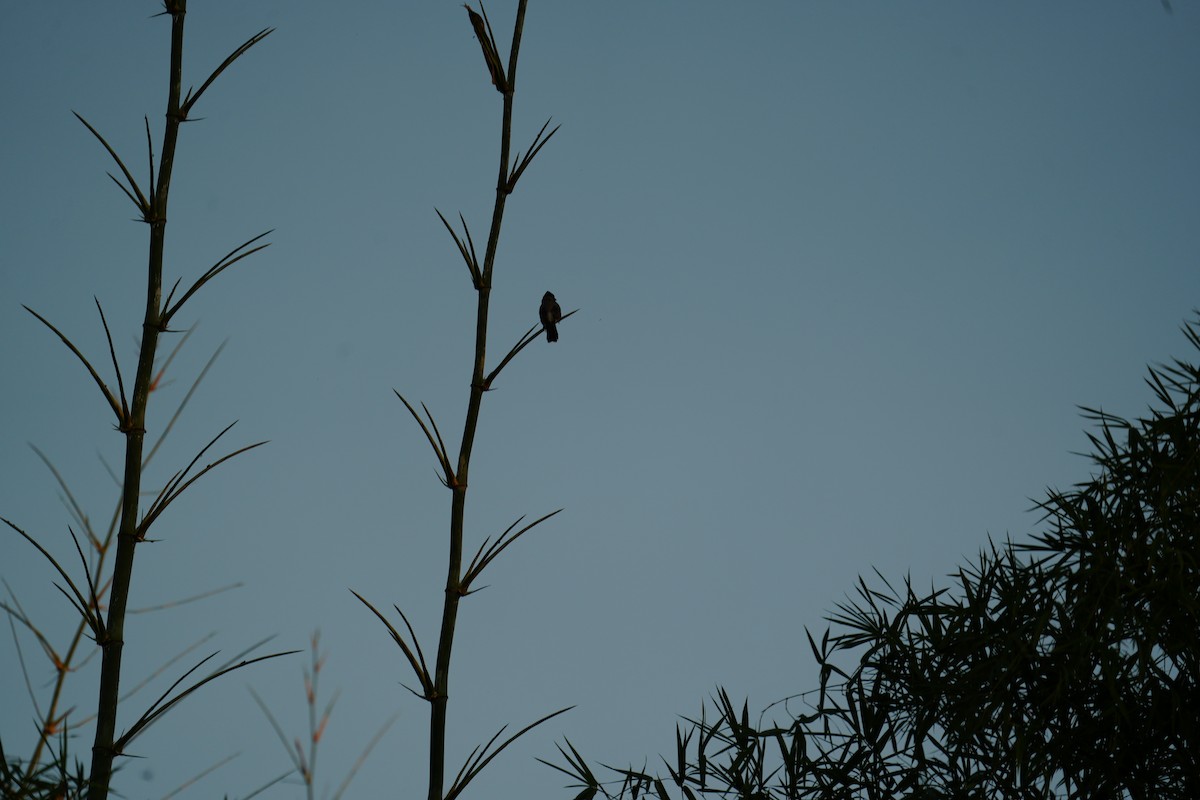 Bulbul ipurgorria - ML644698151