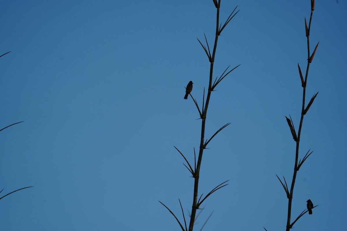 Bulbul ipurgorria - ML644698152