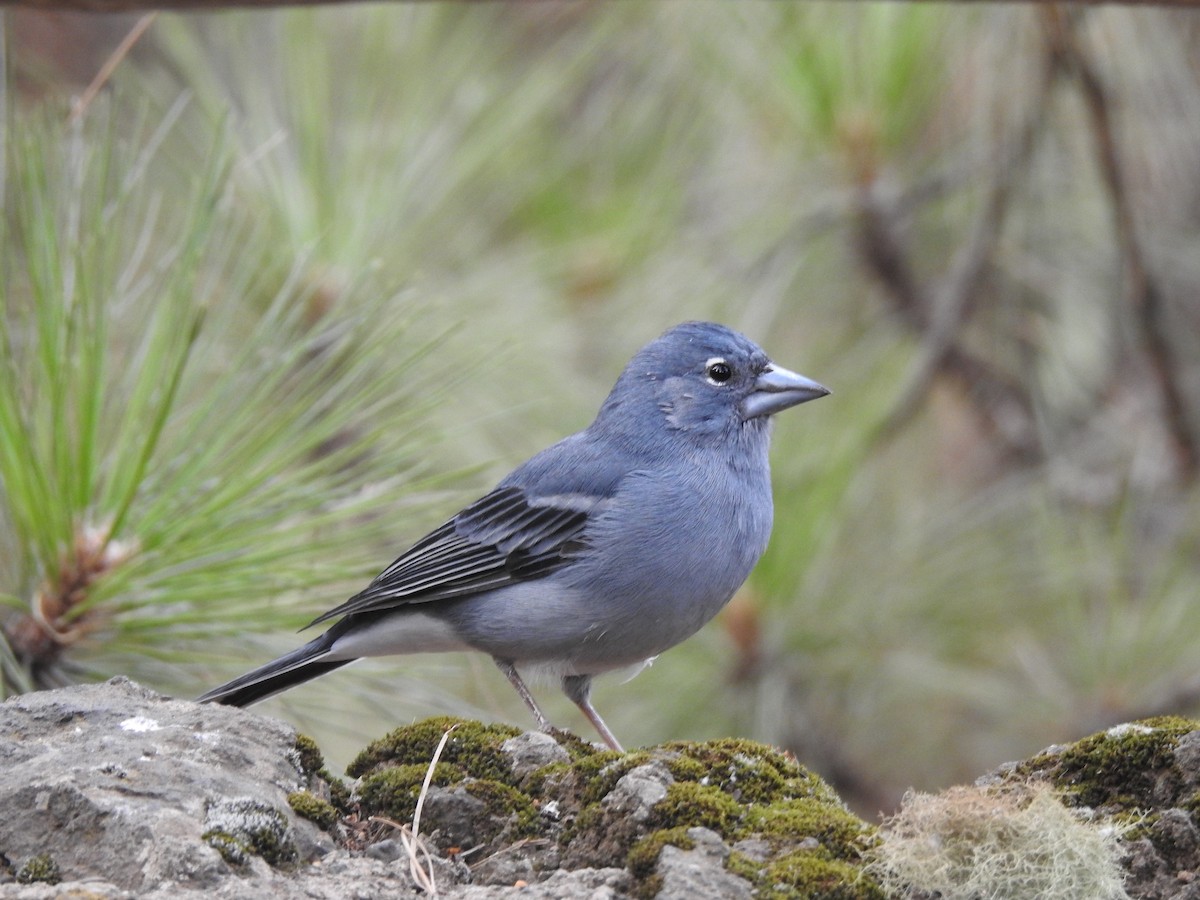 Tenerife Blue Chaffinch - ML644698154