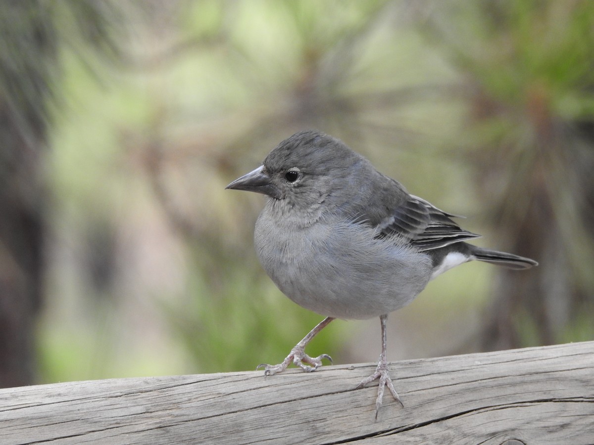 Tenerife Blue Chaffinch - ML644698155