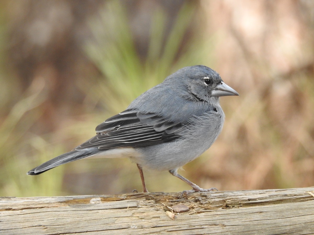 Tenerife Blue Chaffinch - ML644698156