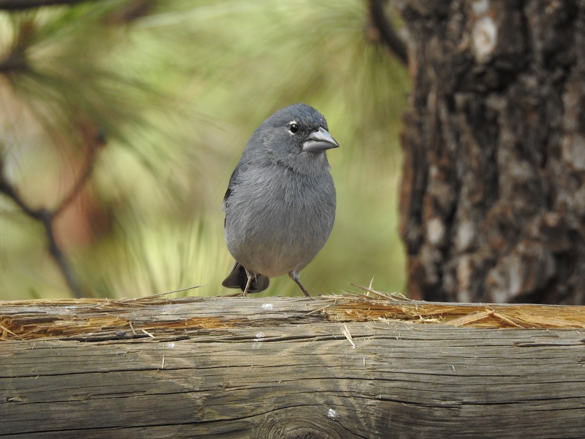 Tenerife Blue Chaffinch - ML644698157