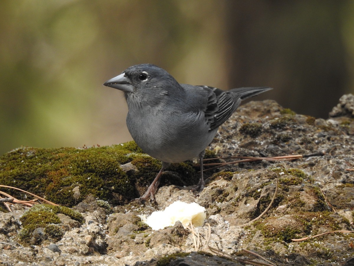 Tenerife Blue Chaffinch - ML644698159